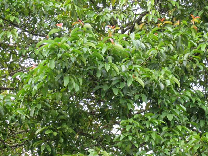 Garcinia mangostana