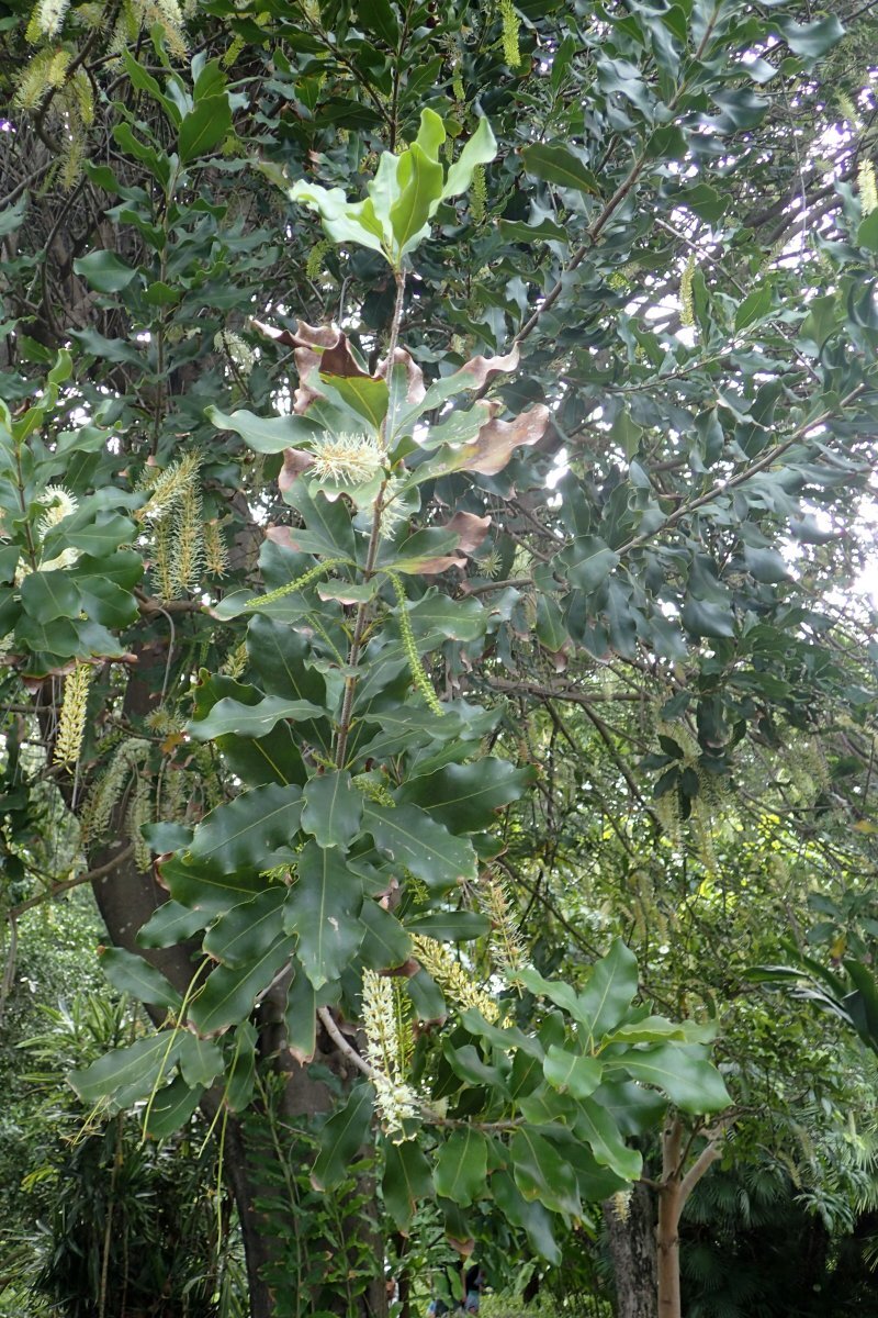 Macadamia integrifolia