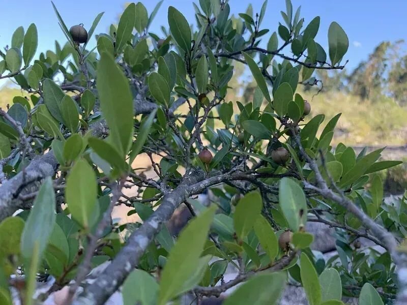 Sebastiana brasiliensis