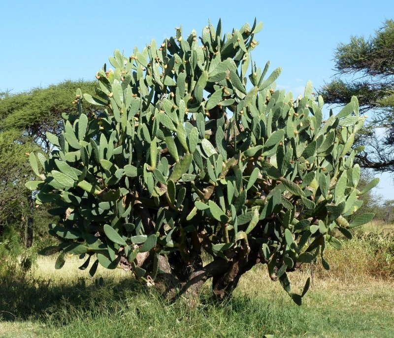Opuntia ficus-indica