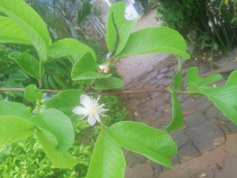 Psidium guajava
