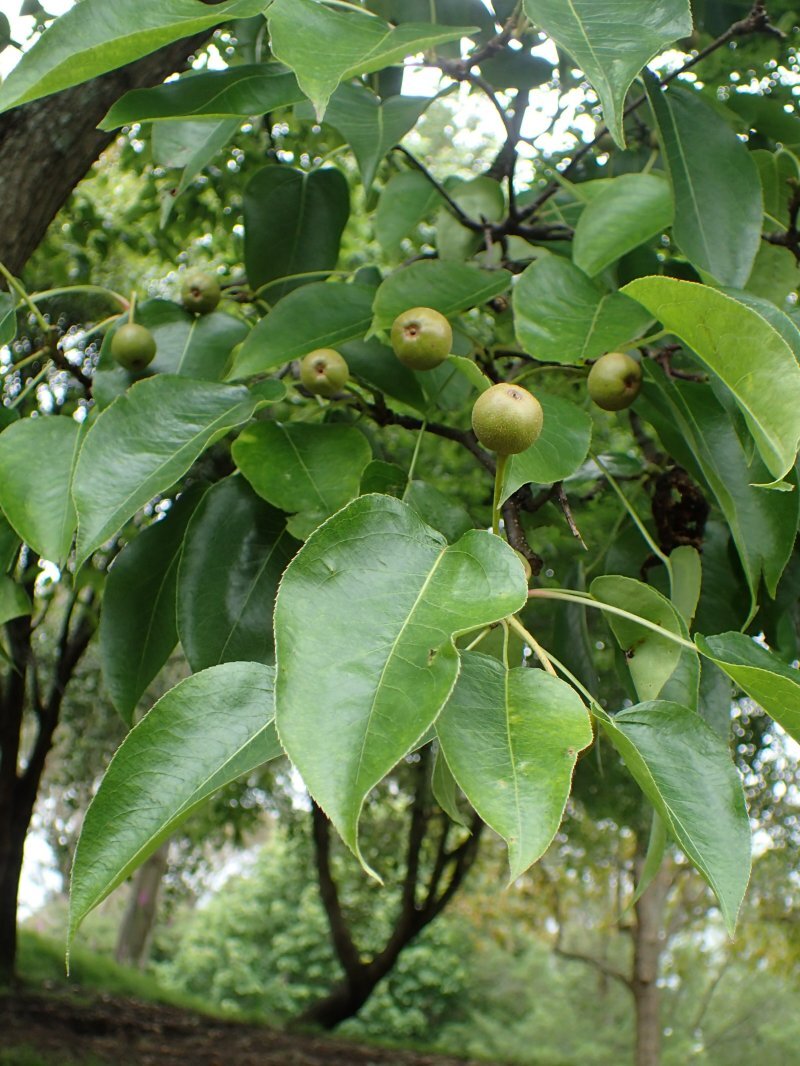 Pyrus pyrifolia