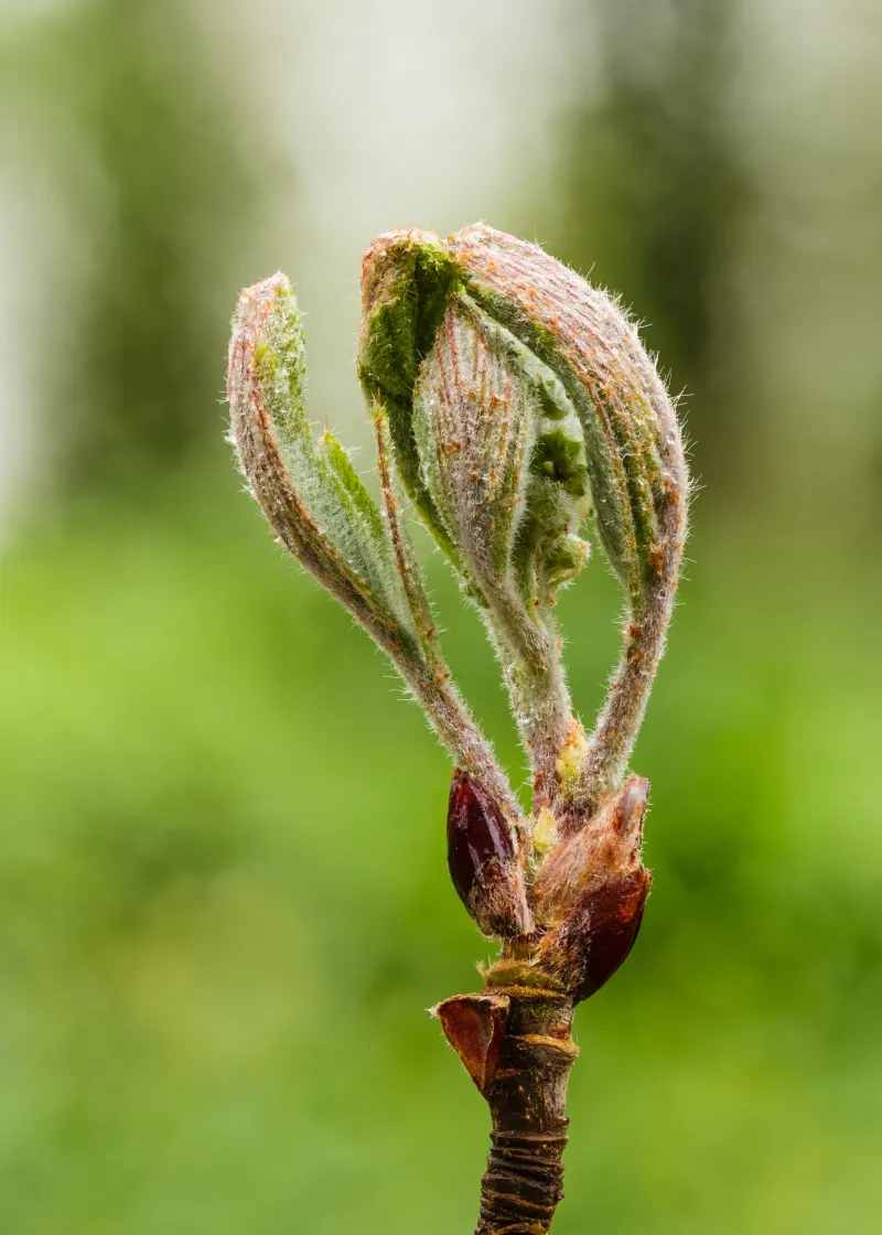 Sorbus domestica