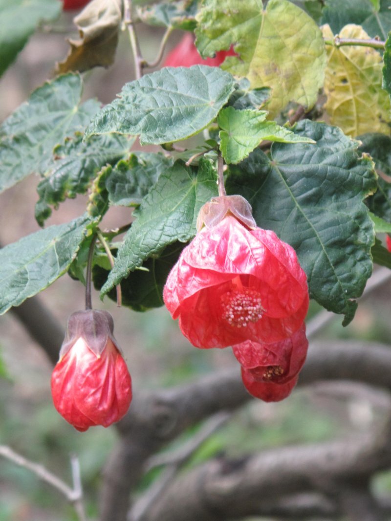 Abutilon striatum, Abutilon hybridus