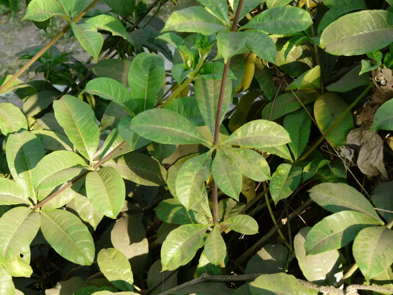 Allamanda cathartica