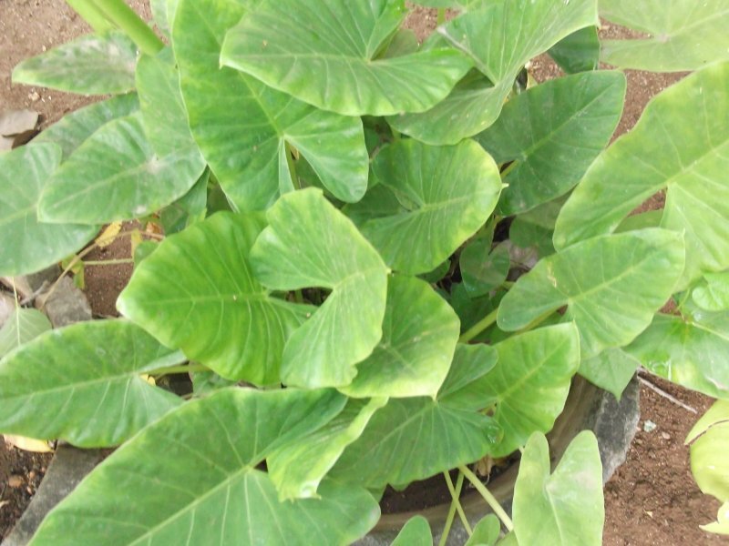 Alocasia macrorrhiza