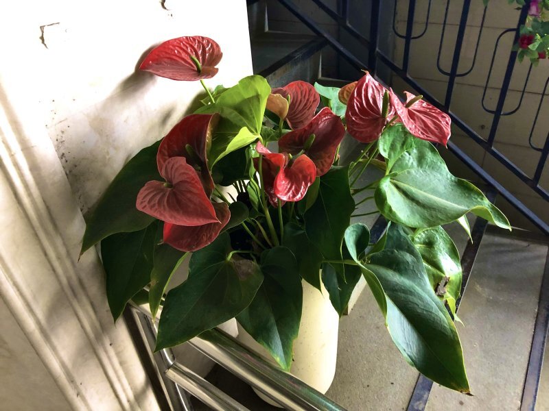 Anthurium andreanum, Anthurium scherzerianum