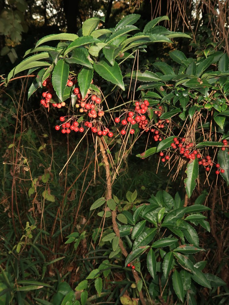 Ardisia crenata