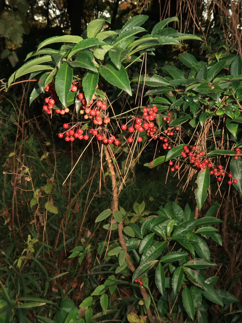 Ardisia crenata