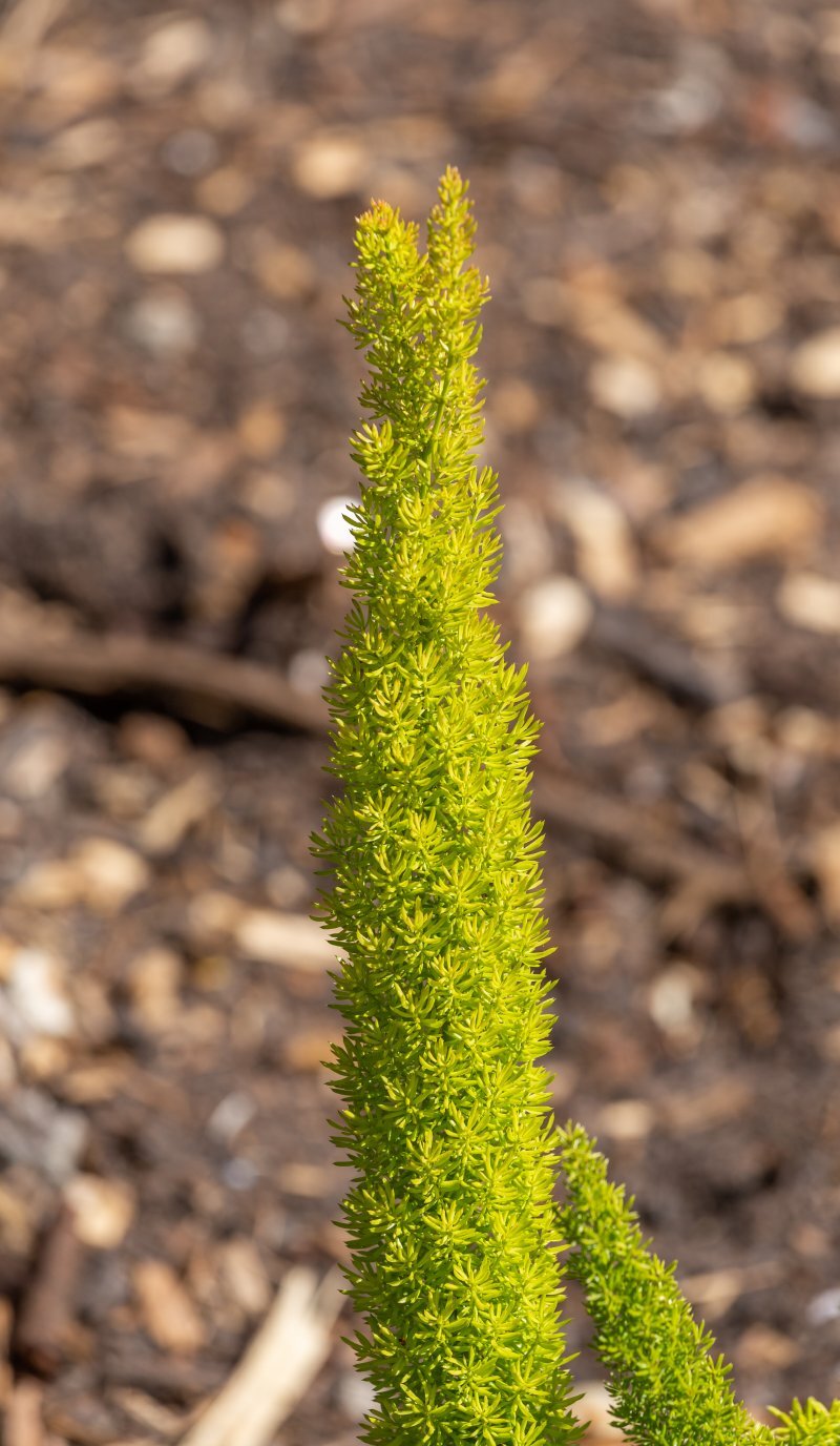 Asparagus densiflorus