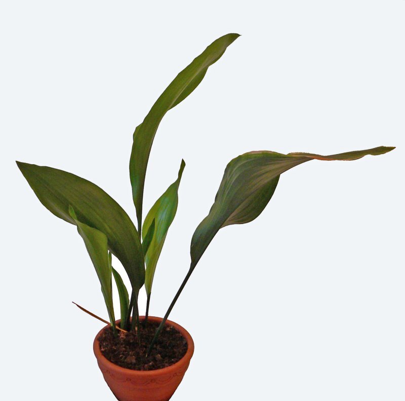 Aspidistra elatior