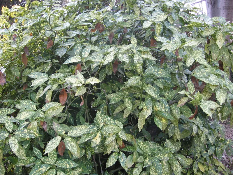 Aucuba japonica 'Crotonifolia'