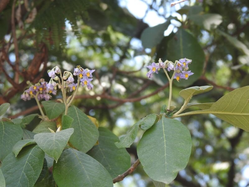 Solanum granulosum-leprosum
