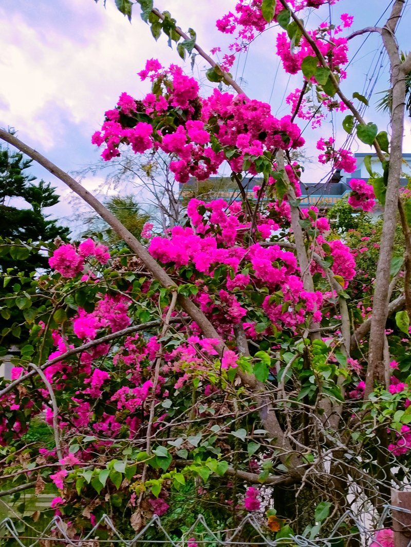 Bouganvillea glabra
