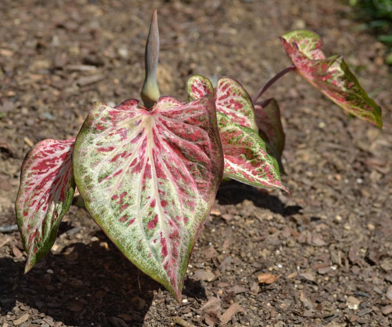 Caladium bicolor