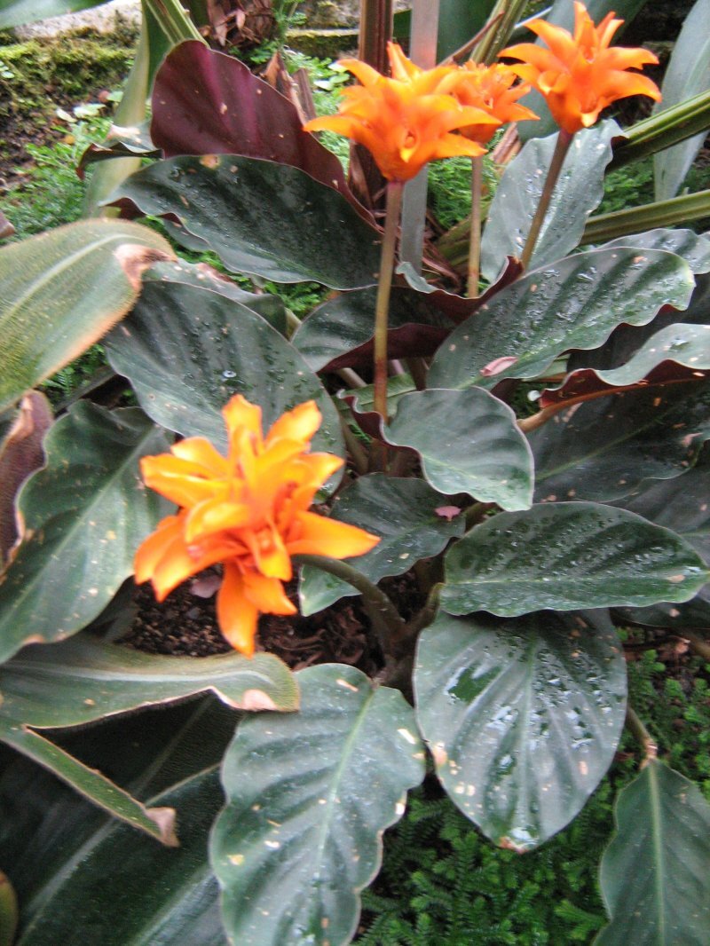 Calathea crocata
