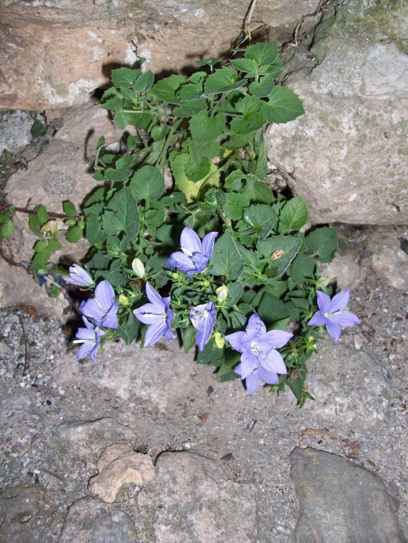 Campanula isophylla