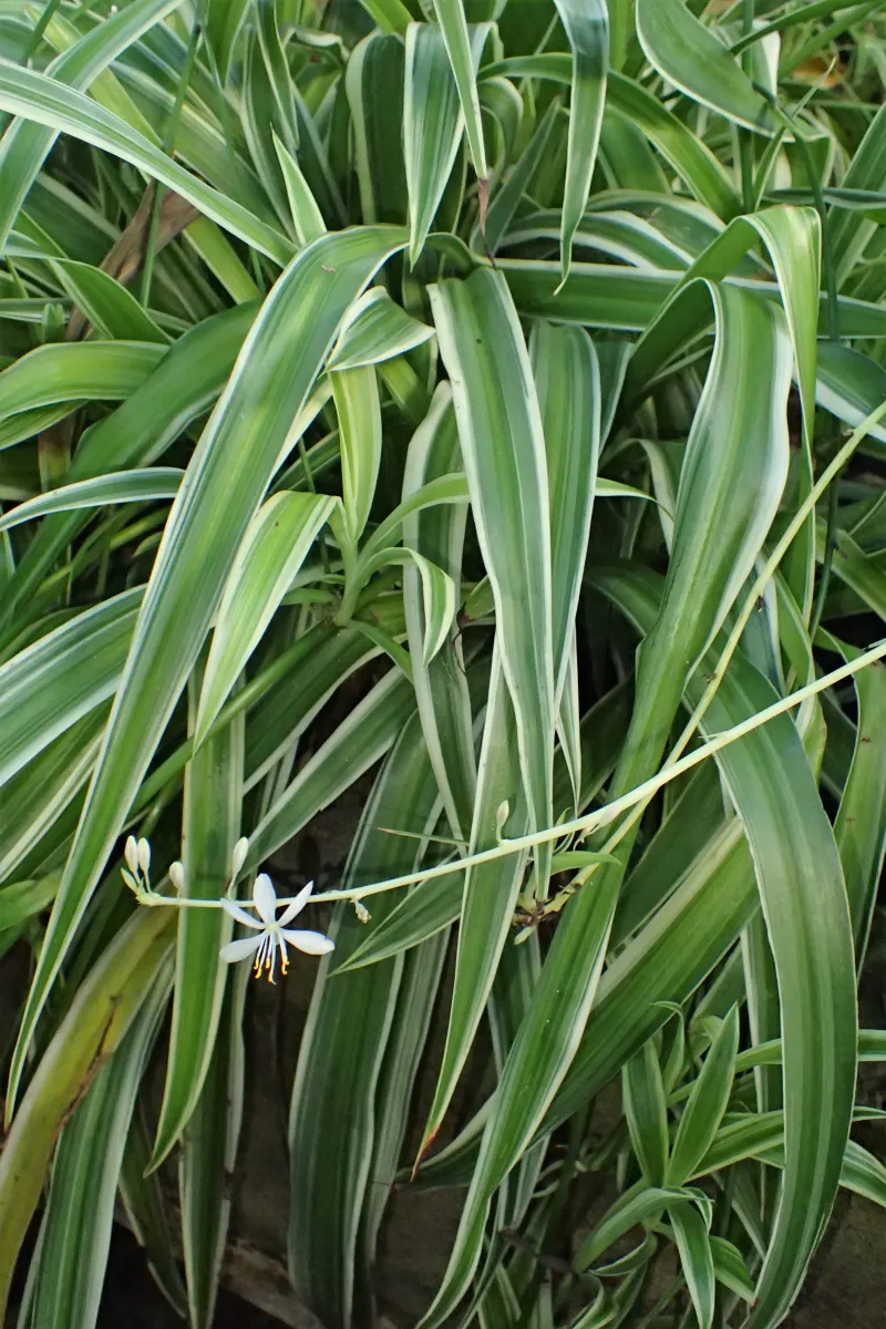 Chlorophytum comosum 'Variegatum'