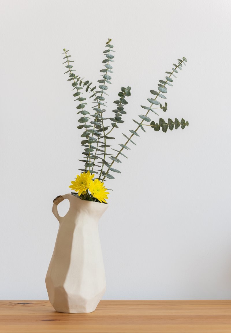 Chrysanthemum x morifolium