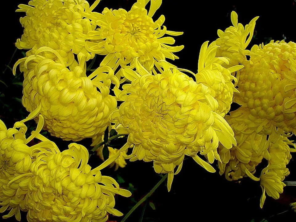 Chrysanthemum x morifolium
