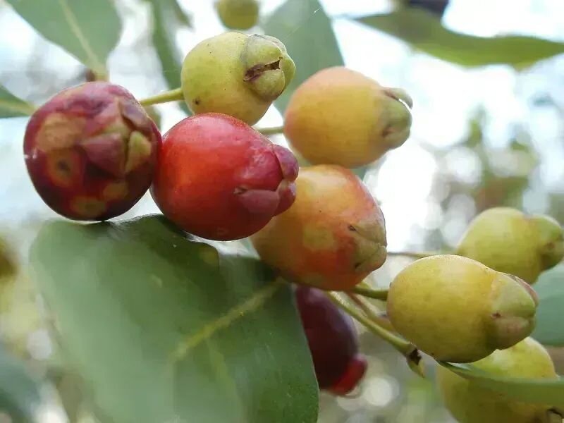 Myrceugenia glaucescens