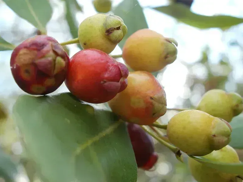 Myrceugenia glaucescens