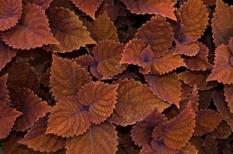 Coleus blumei