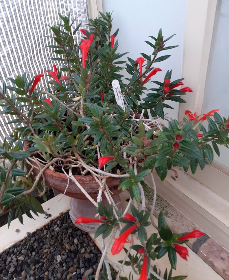Columnea hirta, Columnea microphylla