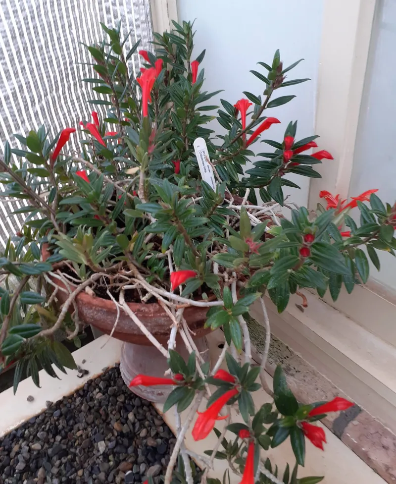 Columnea hirta, Columnea microphylla