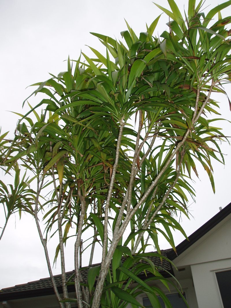 Cordyline rubra