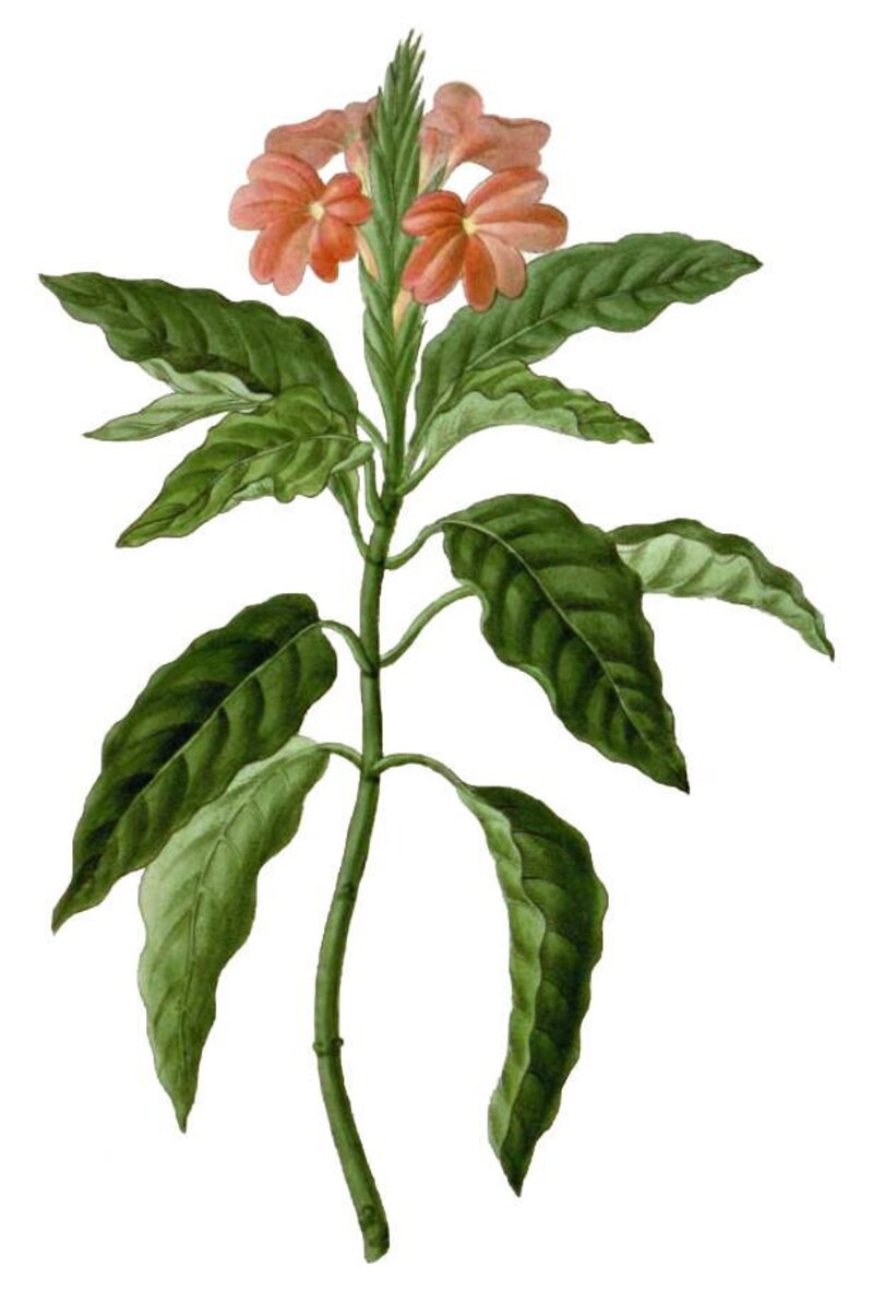 Crossandra infundibuliformis