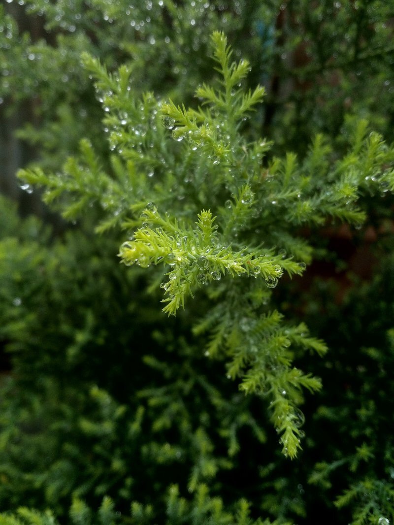Cupressus macrocarpa 'Goldcrest'