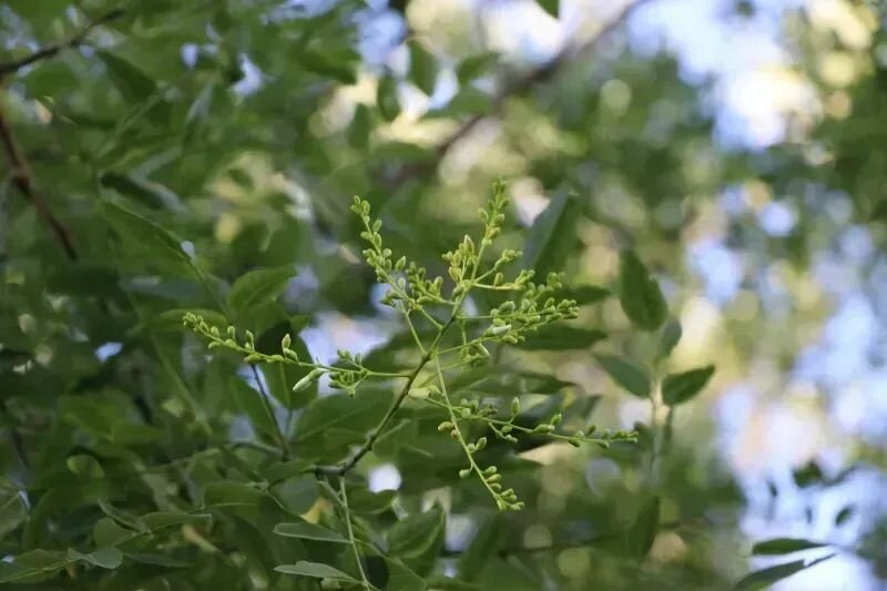 Poecilanthe parviflora