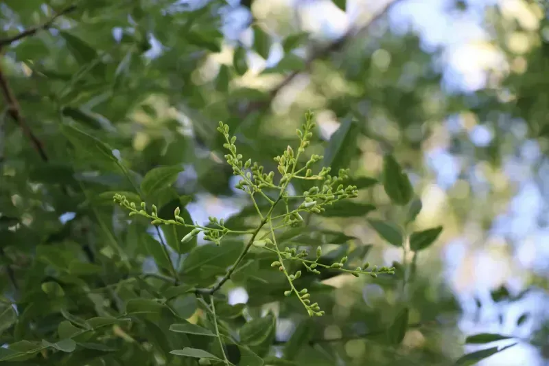 Poecilanthe parviflora