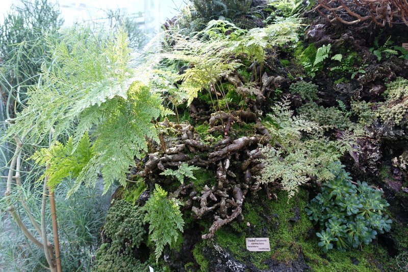 Davallia canariensis