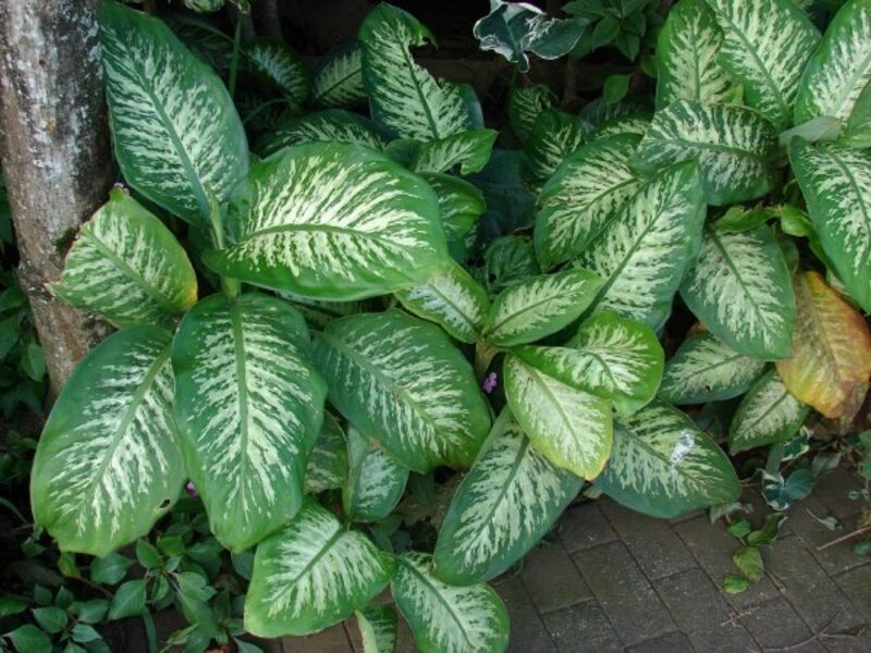 Dieffenbachia maculata