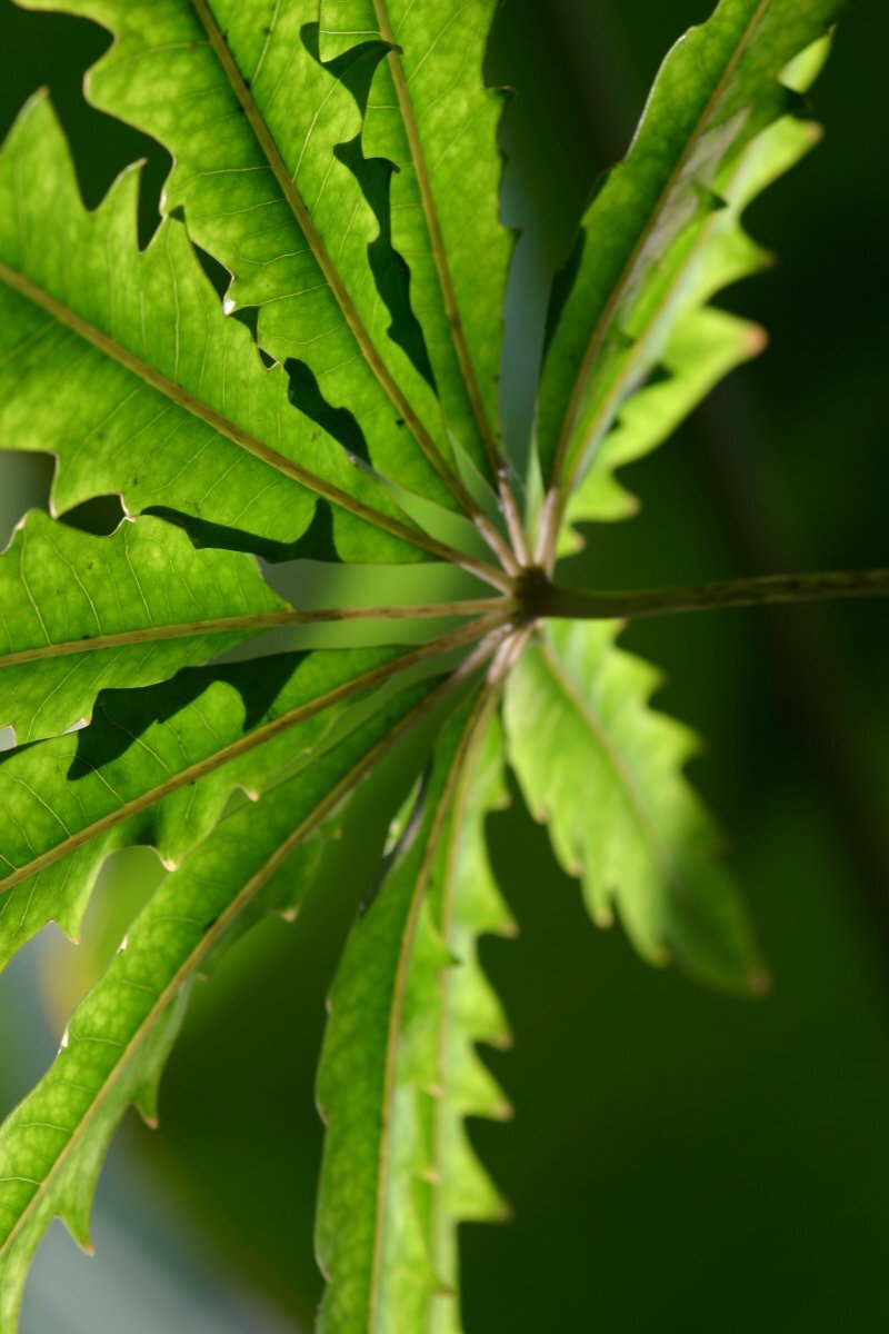 Dizygotheca elegantissima