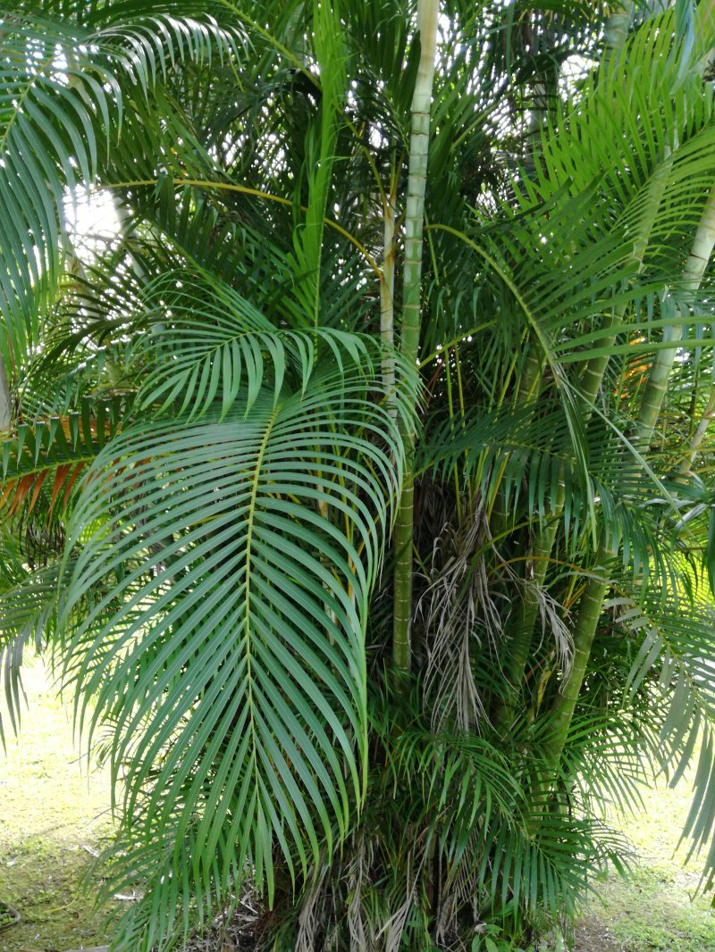 Dypsis lutescens