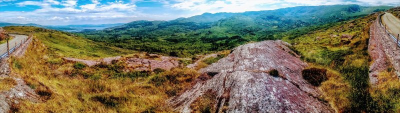 Erica spp., Calluna spp