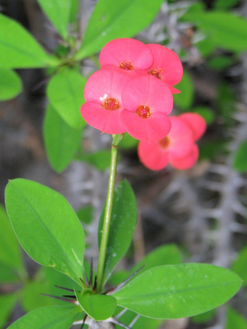 Euphorbia milii var. splendens