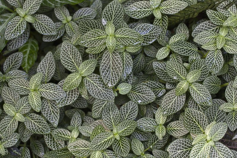 Fittonia verschaffeltii