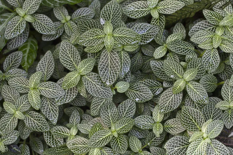 Fittonia verschaffeltii