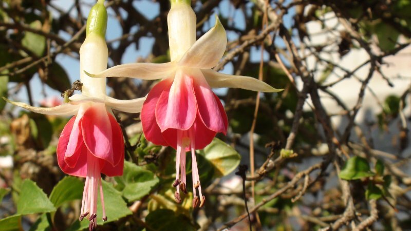 Fuchsia x hybrida