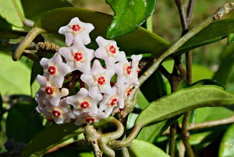 Hoya carnosa