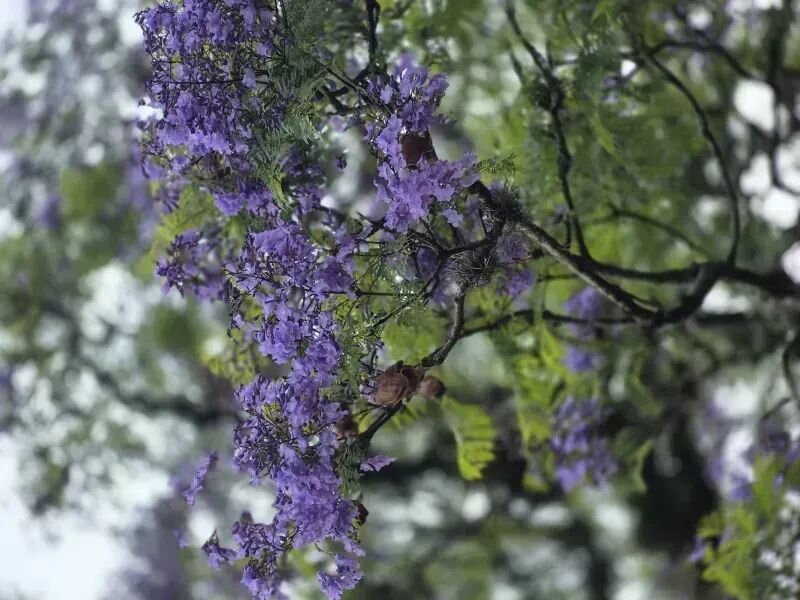 Jacaranda mimosifolia
