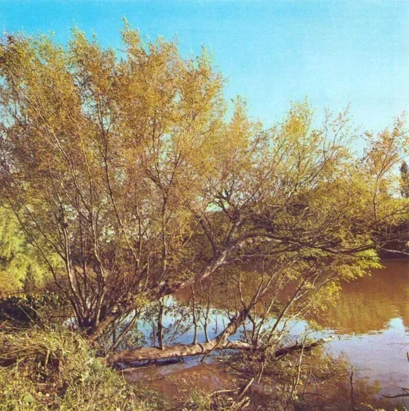 Terminalia australis