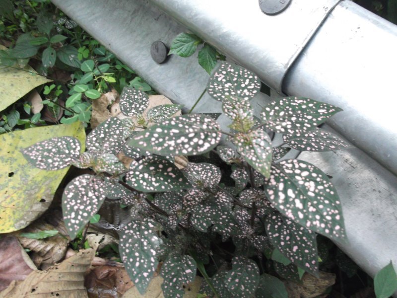 Hypoestes sanguinolenta