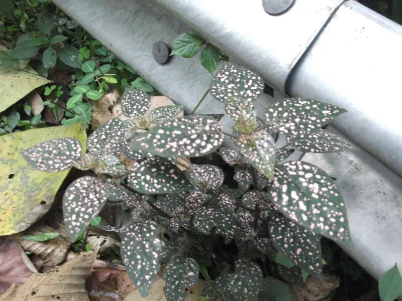 Hypoestes sanguinolenta