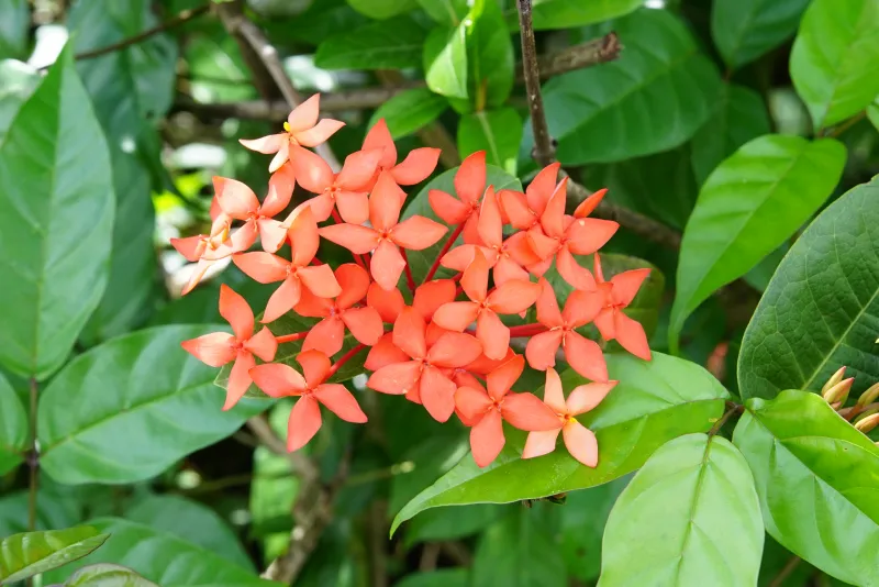 Ixora coccinea