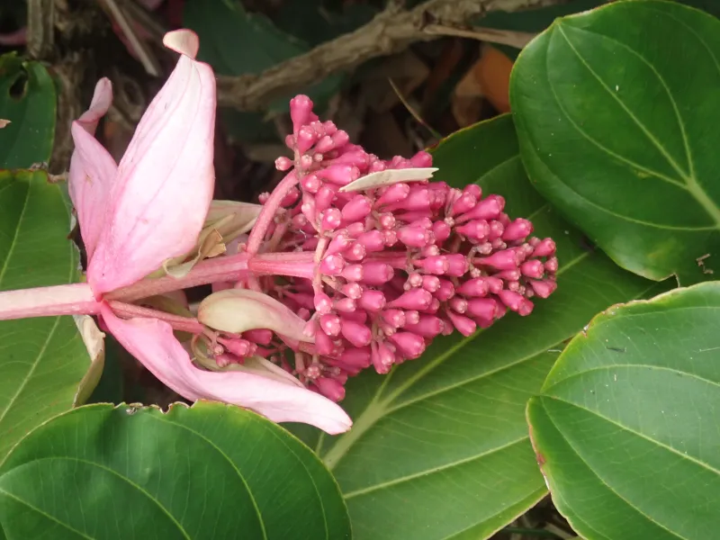Medinilla magnifica